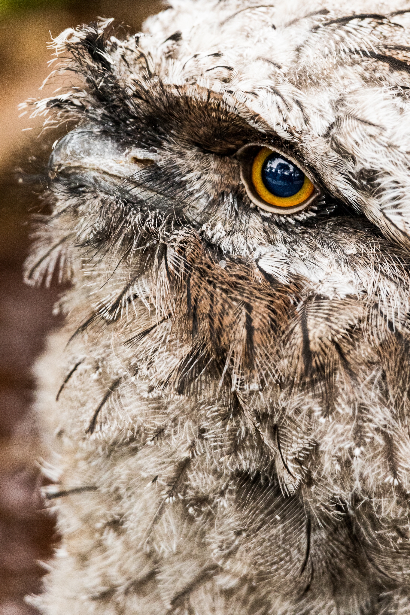 Tawny Frogmouth, 28 October 2021